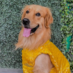 Ethnic Yellow Brocade Kurta for Dogs