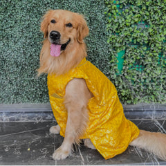 Ethnic Yellow Brocade Kurta for Dogs