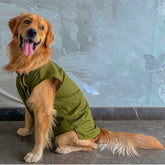 Classic Olive Green Kurta with Golden Border for Dogs
