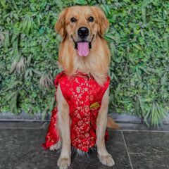Ethnic Red Brocade Kurta for Dogs