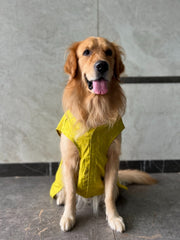 Goldenish Yellow Kurta