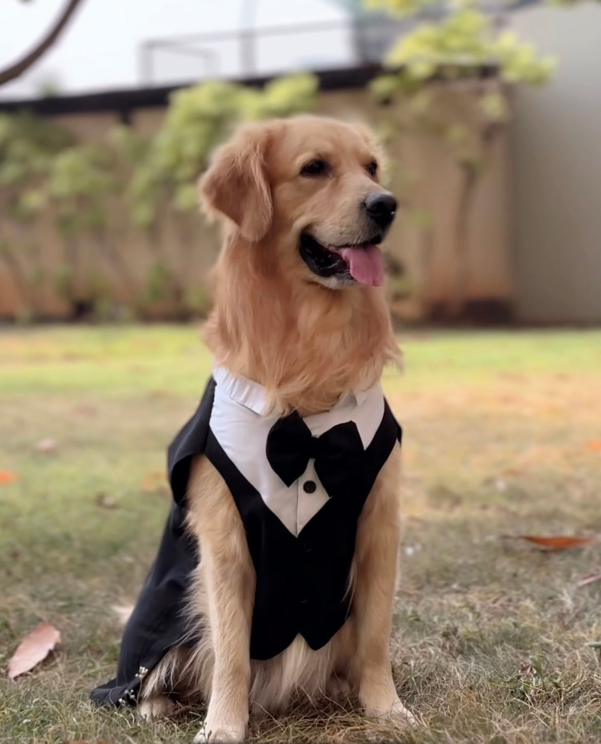 Classic Black Tuxedo