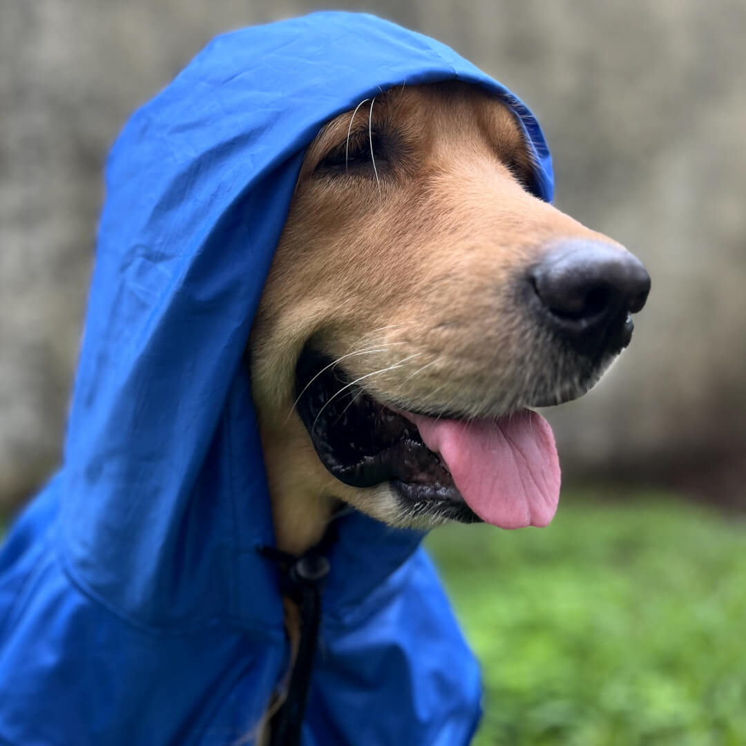 Wise Wag Four Legged Waterproof Dog Raincoat