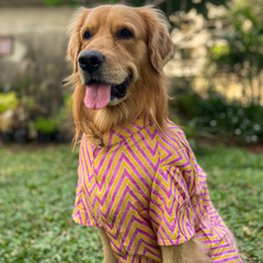 Zigzag Vibrance Dog Shirt