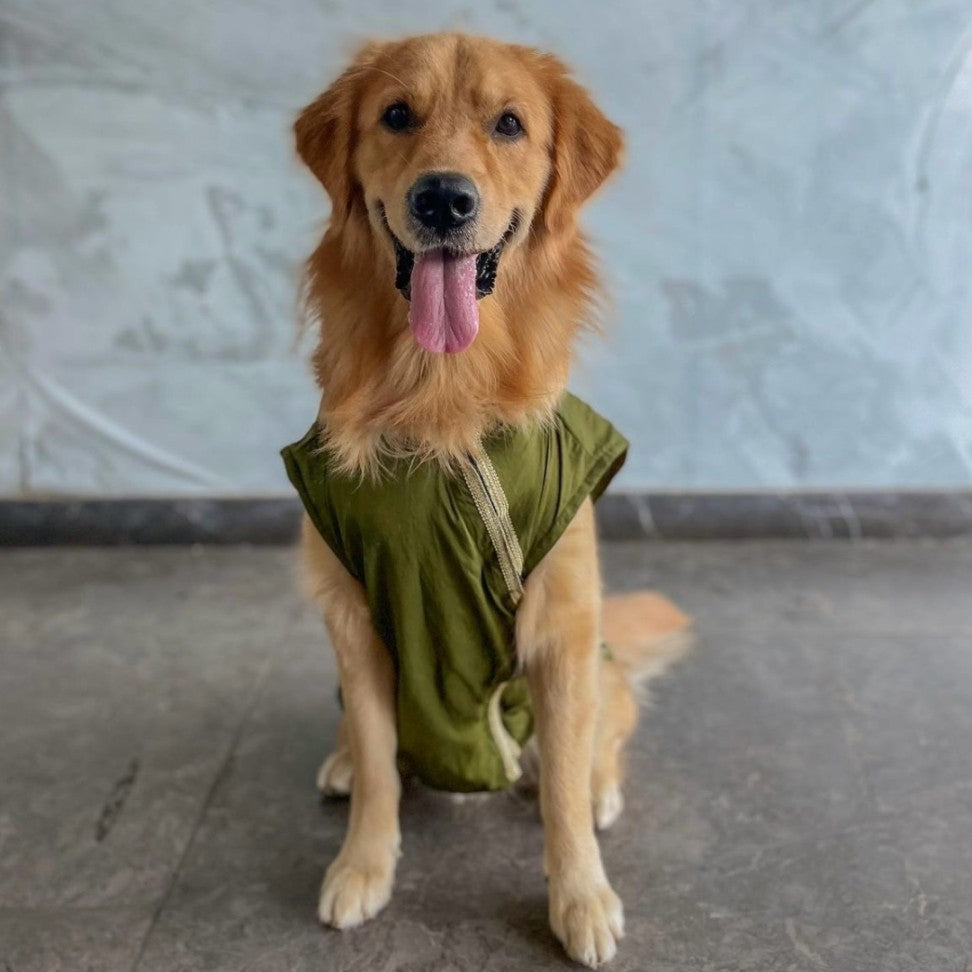 Classic Olive Green Kurta with Golden Border for Dogs