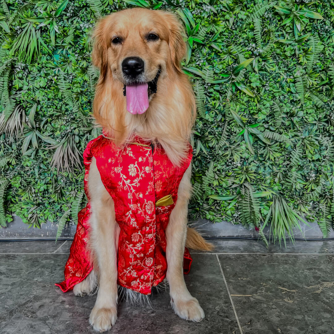 Ethnic Red Brocade Kurta for Dogs