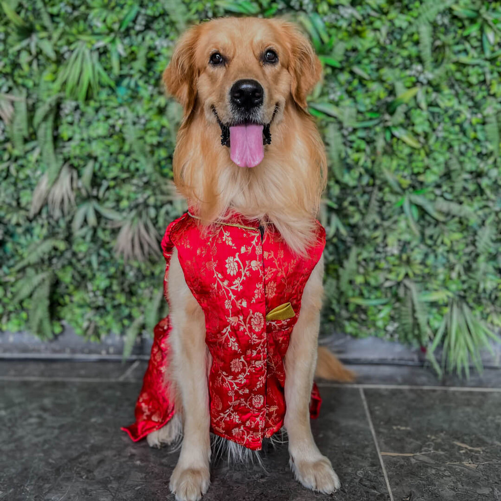 Chinese Red Dog Chinese Giant Dog Breed 15 Flat-Faced Dog Breeds PetMD