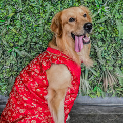 Ethnic Red Brocade Kurta for Dogs